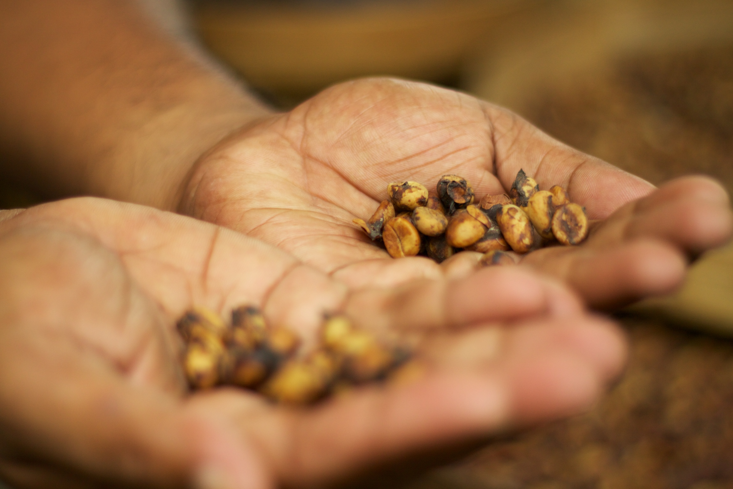 Bali kohvitalu Ubudi lähedal — luwak-kohvi degusteerimine traditsioonilises seades.