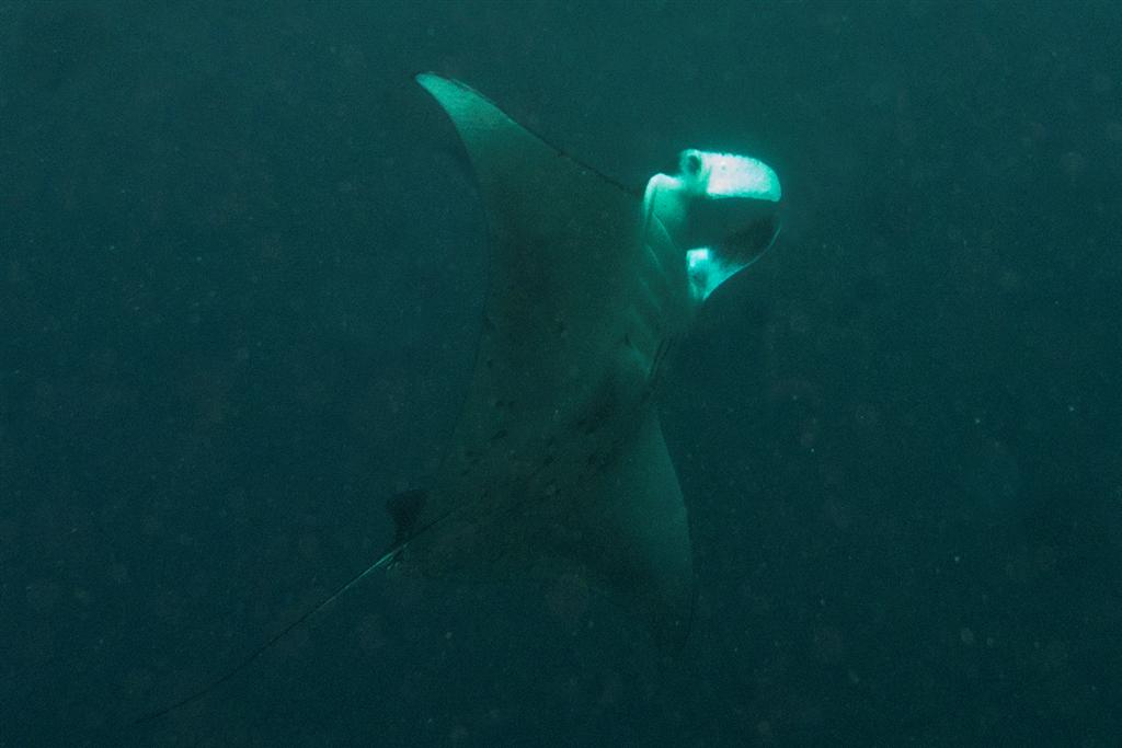 Hiidmantaraid Nusa Penida vetes — Manta Point sukeldumiskohas.